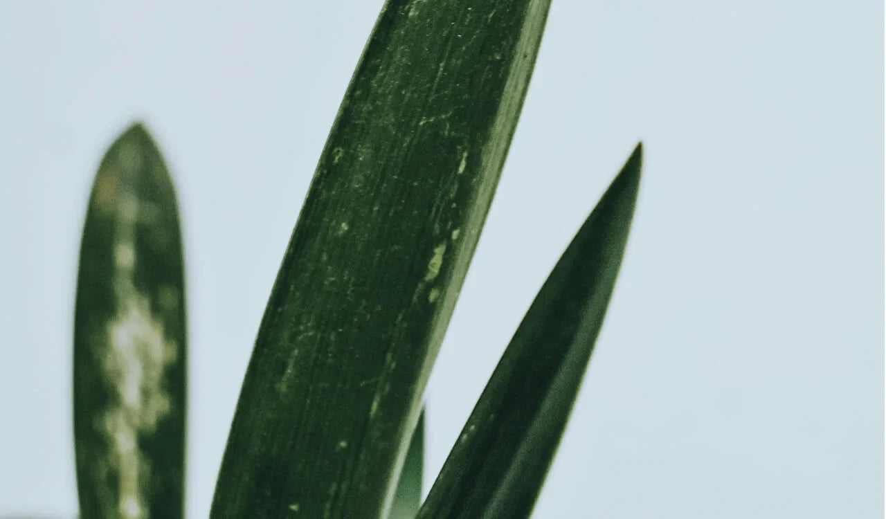 Botanical Healing