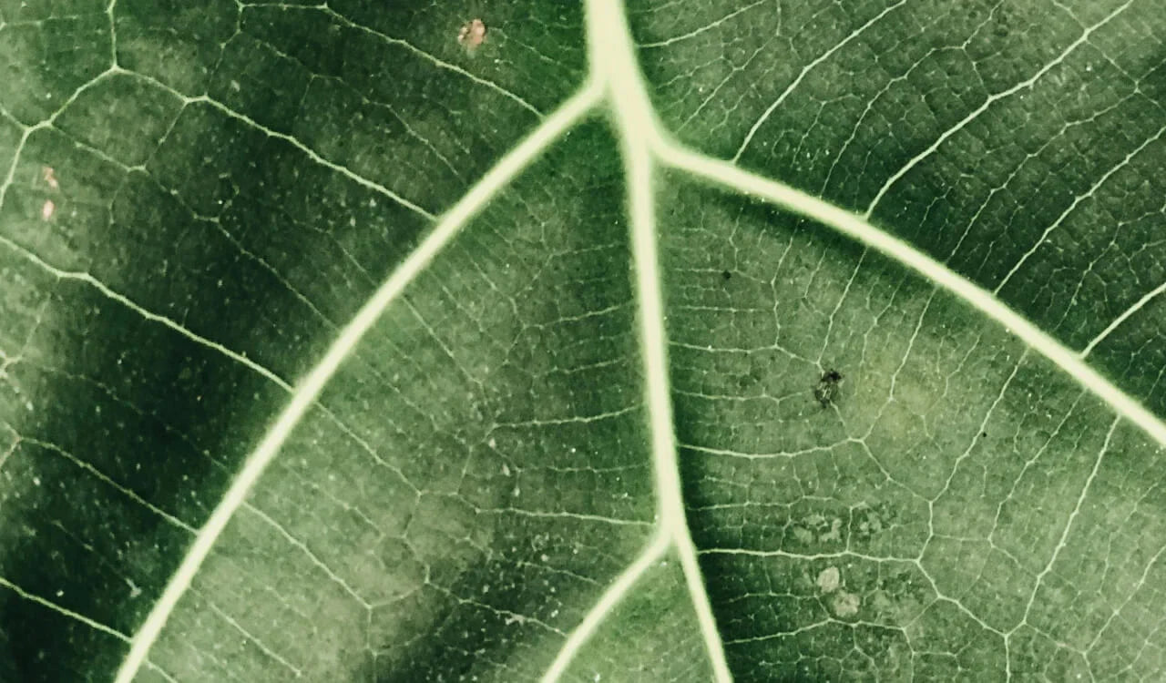 Nature in Its Purest Form